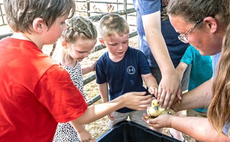 Matthew Roland (7), Layla Evans (5), Noah Evans (4) with Jessica Wilder and a baby duck.