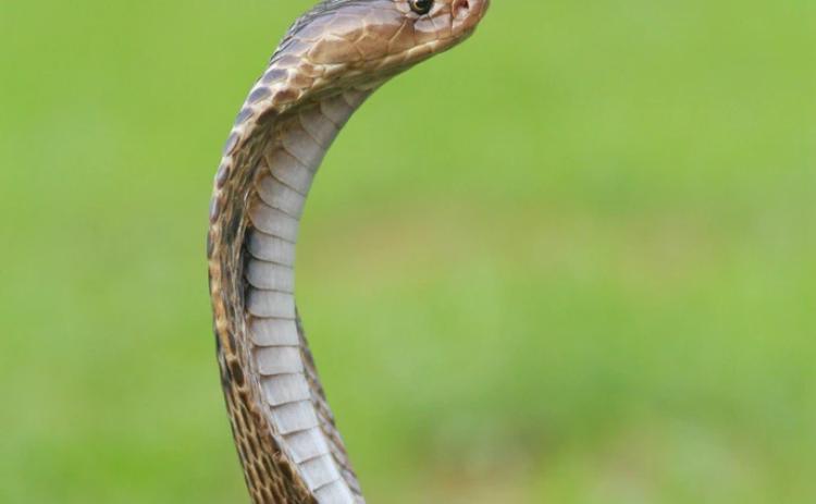 Photo credit: Mohan Moolepetlu