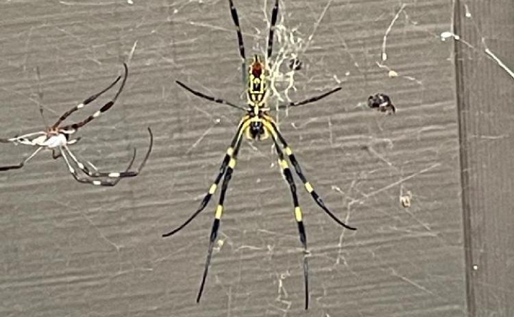 A large female Jorō spider waits alongside a smaller male companion on a thick web for her next unsuspecting meal.