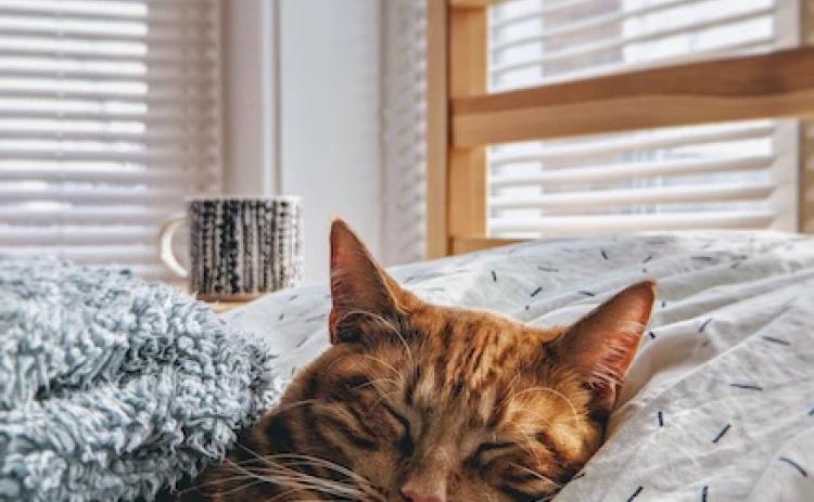 Photo credit: ModCatShop