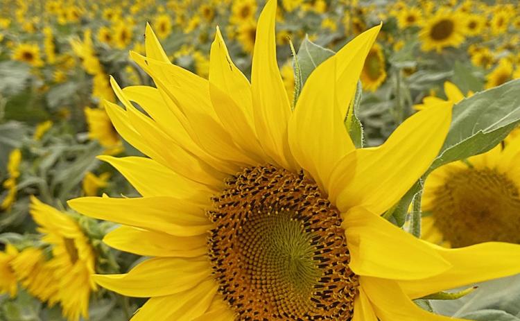 Sunflowers growing on a farm.