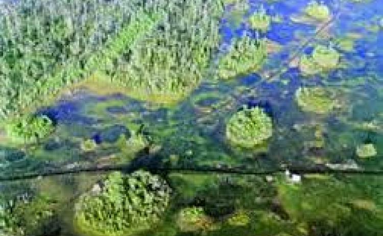 An aerial photo of Georgia's Okefenokee Swamp. Photo credit: Shutterstock, Inc.