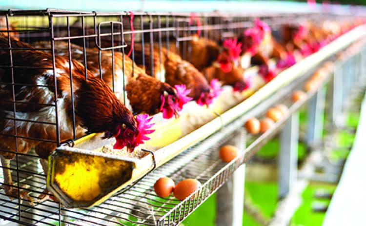 According to data from the U.S. Department of Agriculture, the current crisis of avian flu, or more commonly known as bird flu, is the worst on record with over 58 million chickens culled due to the infection.