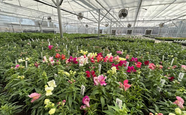The Hart County FFA will be hosting their annual plant sale on  Wednesday, April 5 from 9 a.m. to 6 p.m. at Hart County High School (HCHS). The one-day sale will be held in the newly constructed greenhouses across the street from HCHS on Campbell Drive.