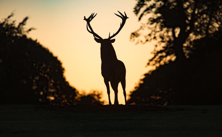 Photo by Diana Parkhouse