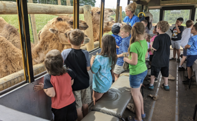 Lake Hartwell Safari is home to over 300 animals, including camels and zebras.