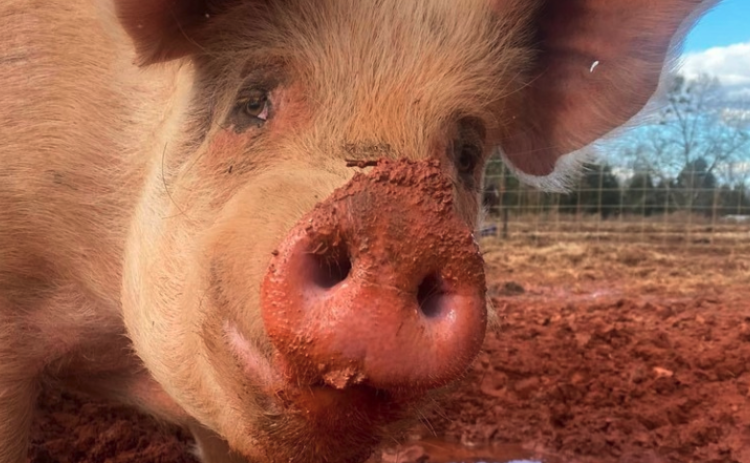 Webster living his happily ever after at Outsiders Animal Farm in Bowersville.