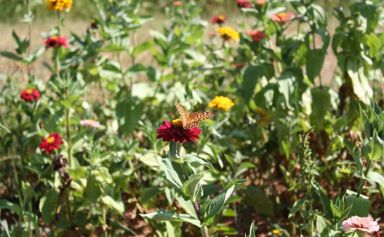 At the ‘4th on the Farm’ event last Saturday at Big Hart Farm, a butterfly lands on a zinnia following its release. Over 700 patrons attended the event which celebrated its second year.