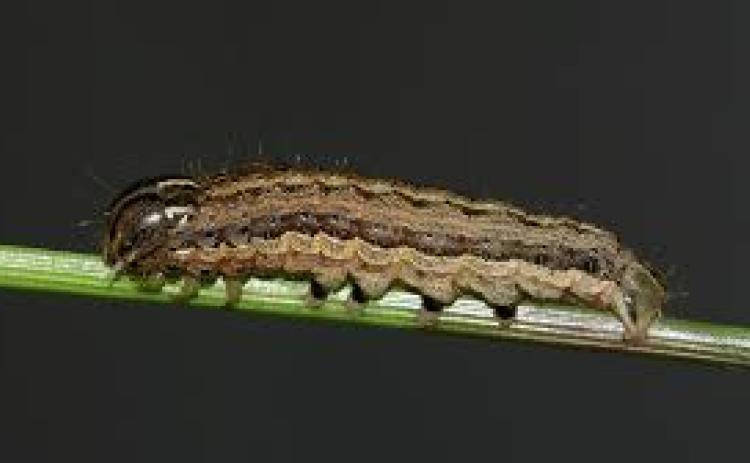 Hart County’s grasslands are under siege from army worms this summer.