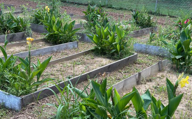 The community garden located in Hartwell’s Rome neighborhood does not currently have running water, which is a top priority for the garden’s volunteers.