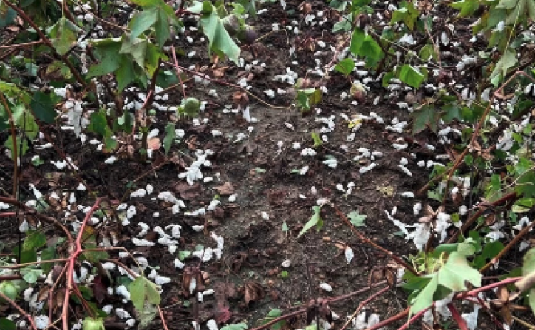 While crops in Hart County saw minimal damage from Helene, cotton crops in Bulloch County were completely destroyed.