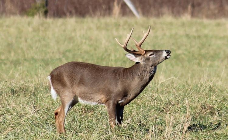 Primitive weapons deer hunting season begins Sat., Oct. 12 in Hart County.