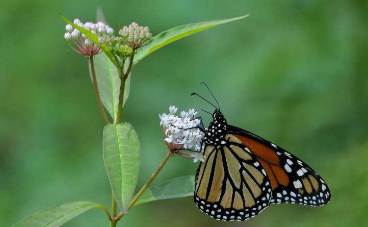 A group called MOVERS is requesting the pubic’s involvement in reported sightings of monarch butterflies like the one seen above.