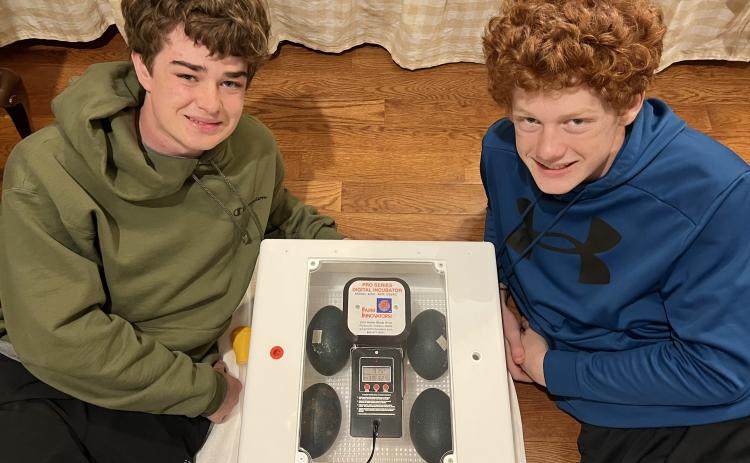 Five emu eggs, in a digitized incubator, are under the watchful eyes of grandsons William and Fenn NeSmith. The first hatchlings are due around Easter. (Photo/Heather NeSmith)