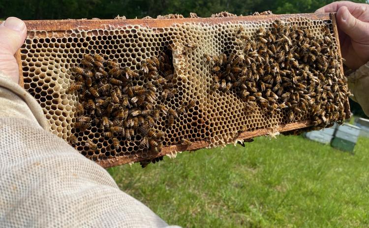 Monroe Brown holding a large frame with honey comb covered in bees. The honeycomb is filled with honey. (Photo/Susan Culver)