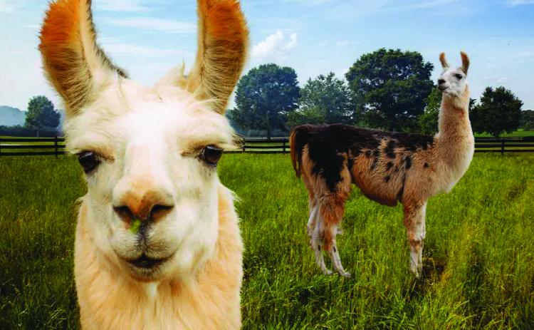 When our five llamas’ ears are standing at attention, it’s a signal that something’s up or someone is coming to visit. Curious George’s and Roscoe’s ears were telling the truth. Photographer Tom Thon was coming to take this photo. (Submitted by NeSmith)