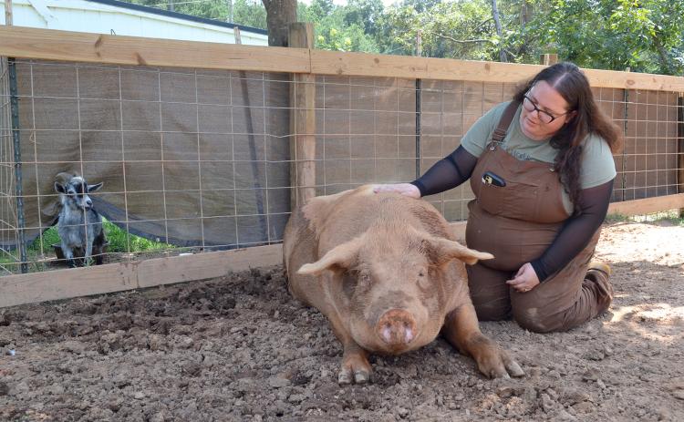 Outsiders Farm and Sanctuary co-founder and CEO Corrine Baker kneels next to Ludo, a Yorkshire pig weighing over 800 pounds, as Benji, a goat, observes from a neighboring pen. In addition to nearly 350 pigs, the sanctuary is home to 100 other animals, including cows, goats, geese, ducks, chickens, guinea pigs, rabbits, dogs and cats. (Photo/Adriana Cascio)