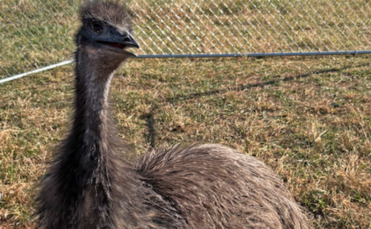 When Hallie stretches her neck, she’s as tall as I am. Our neighbor Clyde Jones says the 8-month-old emu is still growing. Our mule, Maggie and the other pasture neighbors aren’t quite sure what to think about the 6-foot stranger.
