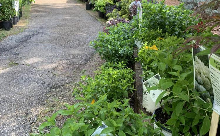 The Hart County Botanical Garden will hold its  Annual Spring Plant Sale Saturday, April 11 from 9 a.m. to noon for garden members and from noon to 3 p.m. for the public. Photo submitted by Maggie Jackson.