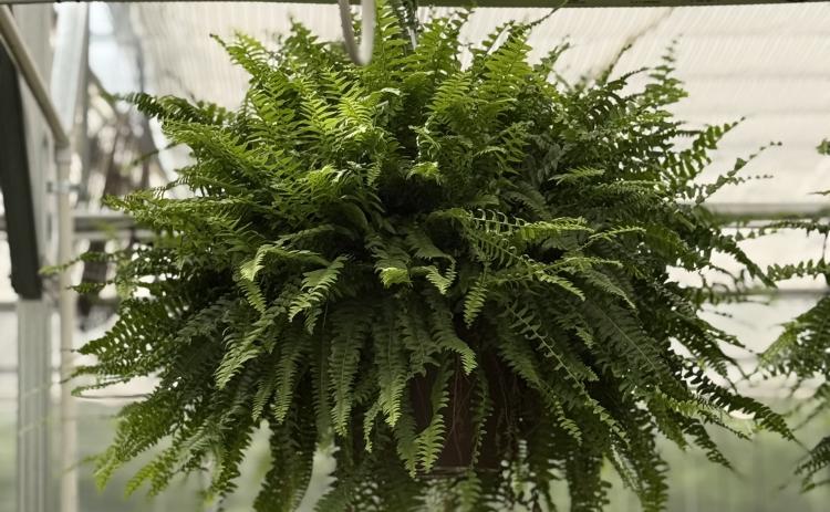 Hart County High School's FFA Spring Plant Sale will be held Friday, April 3 from 8:30 a.m. to 6:30 p.m at the HCHS Greenhouse, located at 284 Campbell Drive. Photo submitted by Grayson Williams.