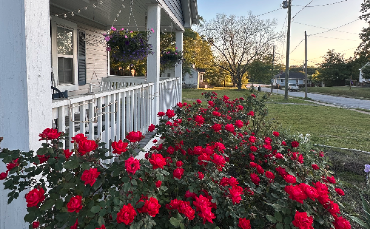 While I admittedly neglected my "garden" more than I should have last year, my knockout roses showed out throughout the season. Come mid-April, I'm hoping they'll look just like this again. Photo by Rose Scoggins.