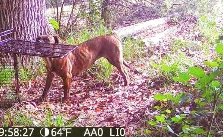 Trail cameras off of Elberton Highway captured photos of the two dogs above, who are part of an active investigation  by Hart County Animal Control involving killed livestock. Anyone with information on the dogs should contact the animal control office, through the sheriff's office, at 706-376-3114. Photo courtesy of Hart County Animal Control.