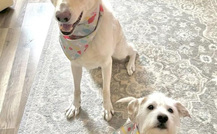 Zeus, a white German Shepherd, and Blaine, a jackapoo, have been members of the Linton family for the past six years. Zeus passed away in early September after being diagnosed with  Degenerative Myelopathy last year. Photo courtesy of Madison Linton. 