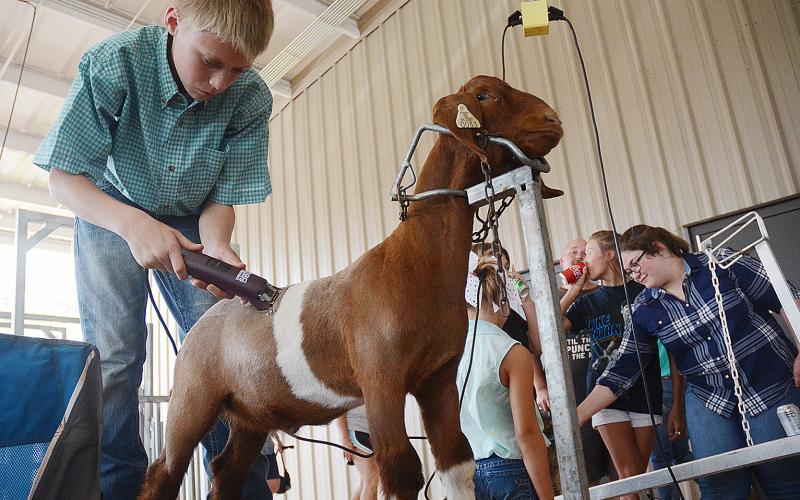 Sunshot by Michael Hall — Hart County Middle School seventh-grader Tucker Miller gives his show goat, Woody, a haircut prior to competing. 