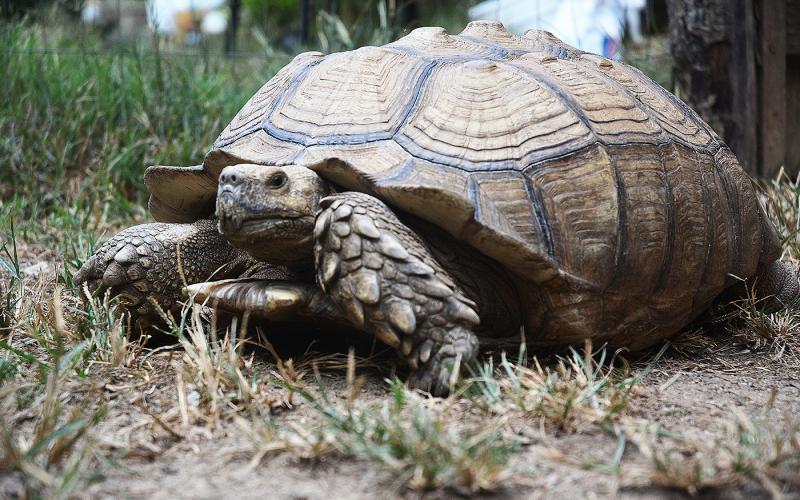 Sunshot by Michael Hall — Clyde, the giant African spurred tortoise that was missing since April, was found less than two miles from owner’s home in Dewy Rose recently. 