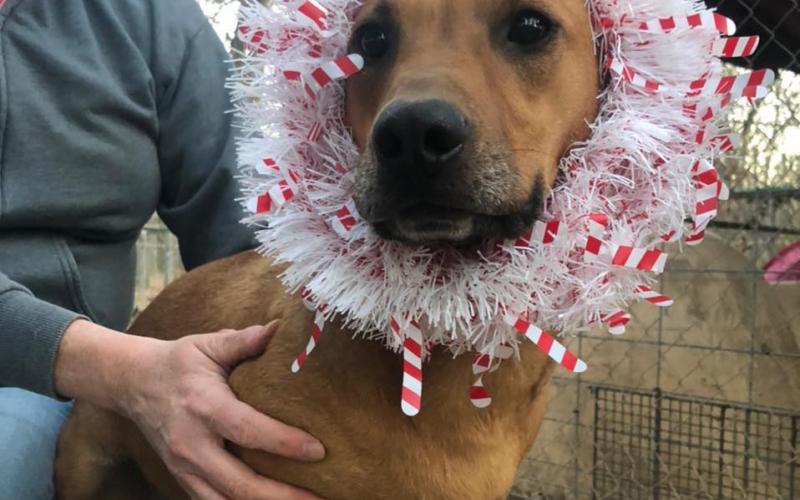 Photo submitted — Hart County Animal Rescue, which seeks to aid homeless pets like this festive pooch, is taking donations to help them build a fence at a property on which it has future plans to build a shelter kennel.