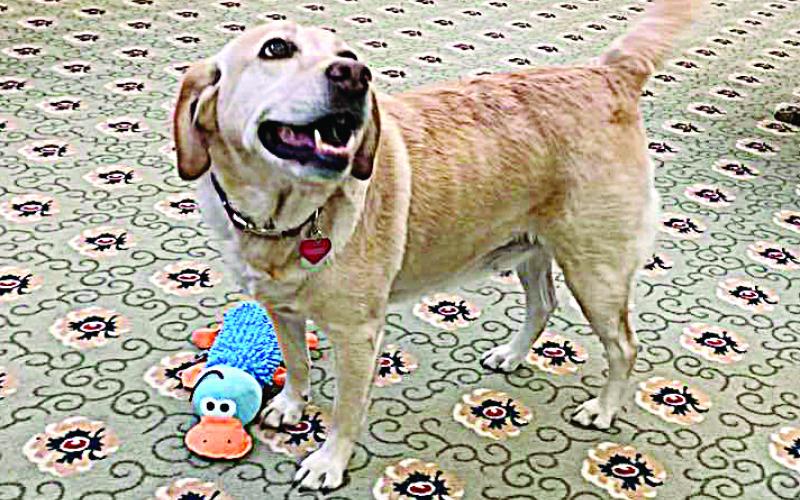 Photo submitted — The yellow lab, Maggie, smiles for the camera at her new home in New Hampshire. She and another local rescue were sent by Hart County Animal Rescue to live in assisted living facilities there.