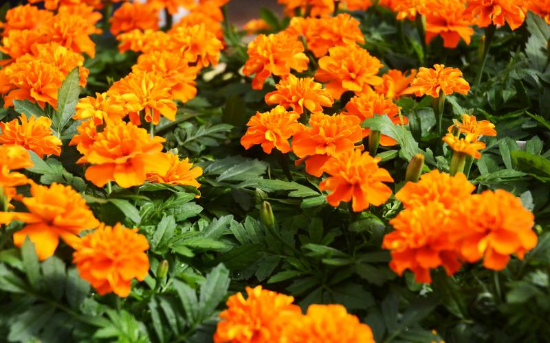 Marigolds at the 2019 FFA plant sale. 