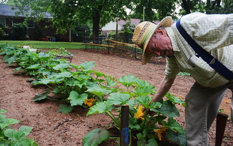 Sunshot by Michael Hall — John Milner shows off a zucchini squash bloom in his Hartwell garden. Milner, a former plant protection inspector for the USDA and an entomologist, has poured his efforts into his garden during the COVID-19 pandemic quarantine. 