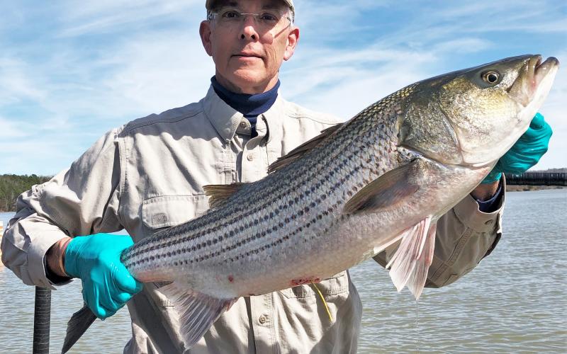 Photos submitted by DNR — Georgia DNR biologist Anthony Rabern shows off a large striper tagged in a study intended to reveal more about the sport fishes’ habits and movements around Lake Hartwell. 