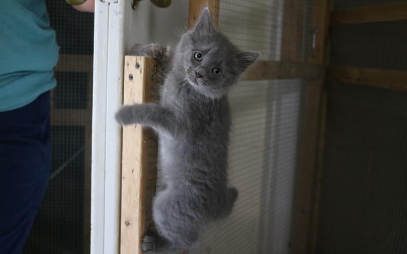 Sunshot by Grayson Williams — A kitten climbs a screened door recently at the Hart County Humane Society’s J. Robert Mauldin Animal Sanctuary. 