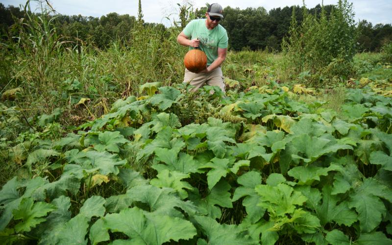 Sunshots by Michael Hall Dustin Smith, of Smith’s Farm, at the top, picks a ripe pumpkin from his patch. 