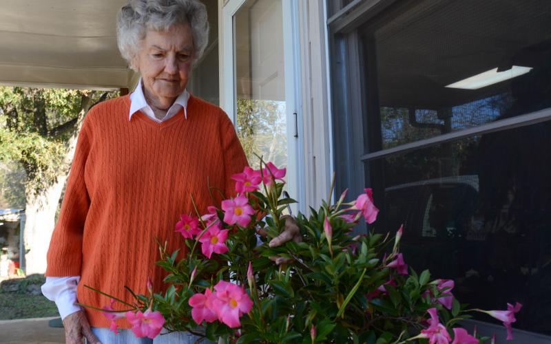 Sunshot by Michael Hall — Myra Cook looks at one of her blooming mandevillas at her home in Hartwell recently. 