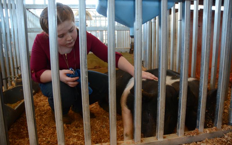 10-year-old Emma Bennett, of Stephens County, pets her pig named Killing Me Softly.