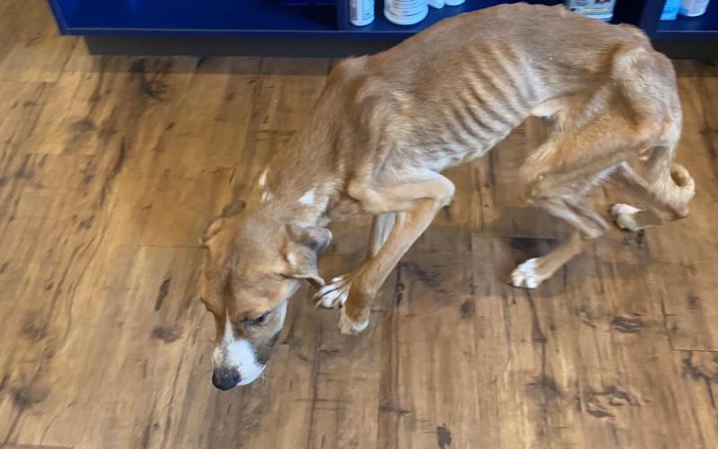Photo submitted - An emaciated dog is shown following his removal from a home on Cunningham Drive and the arrest of his owner on charges of aggravated animal cruelty. 