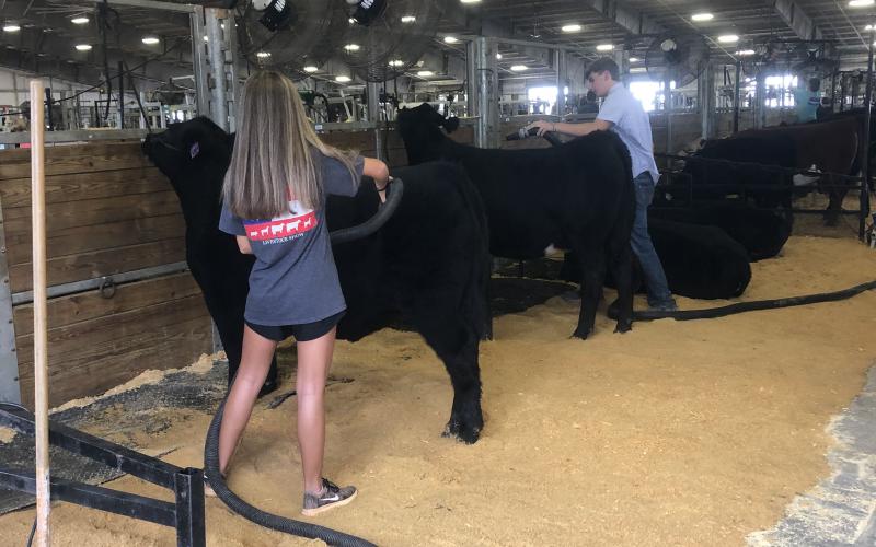 High schoolers Ashlyn Floyd, left, and Trey Chafin, right, get heifers ready for a week of shows at the Georgia National Fair in Perry.