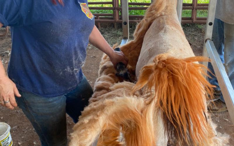 Ace llama groomer Tracy Munroe shears off Curious George’s thick blanket of fur.  