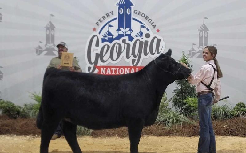 Ashlyn Floyd with her Maine breed champion at the show in Perry. Floyd also won a class with her Angus heifer and was featured in the overall final heifer drive.   