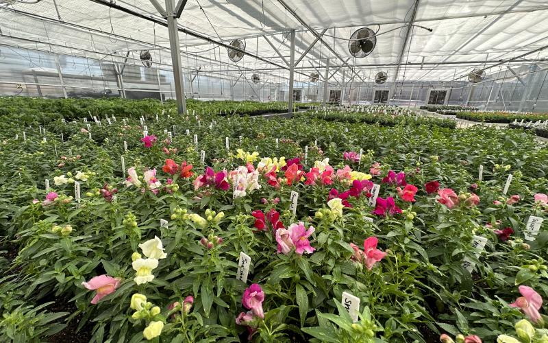 The Hart County FFA will be hosting their annual plant sale on  Wednesday, April 5 from 9 a.m. to 6 p.m. at Hart County High School (HCHS). The one-day sale will be held in the newly constructed greenhouses across the street from HCHS on Campbell Drive.