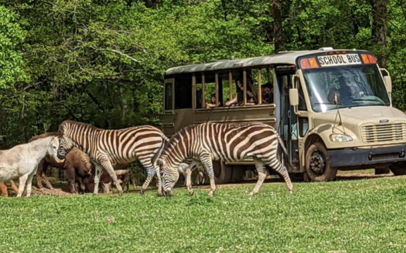 Lake Hartwell Safari is home to over 300 animals, including camels and zebras. 