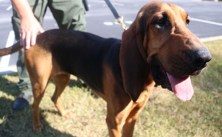 Sunshots by Grayson Williams — Parker Jean, the Hart County Sheriff’s Office new bloodhound, smiles for the camera recently during a training session.  