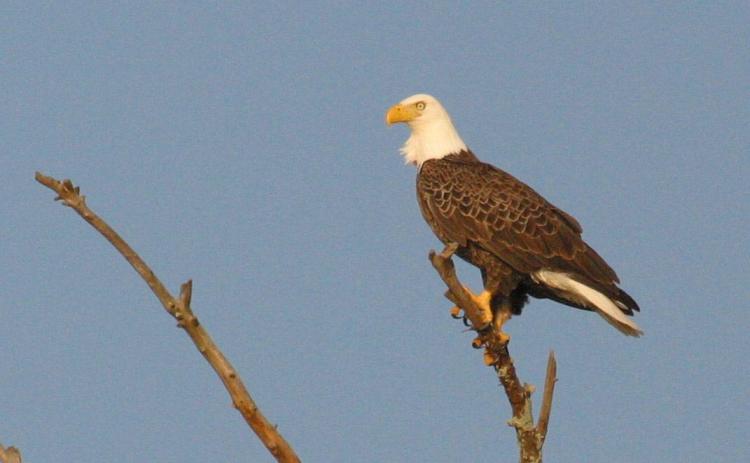 Photo submitted by Clay George/Ga. DNR — A bald eagle is perched on a tree near the Altamaha River in Southeast Georgia. 